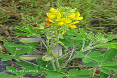 Crotalaria grahamiana